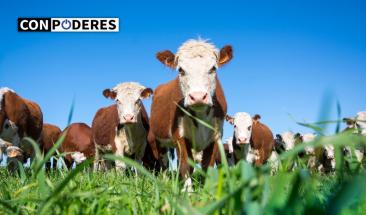 Tres consejos para mejorar la trazabilidad alimentaria en la industria ganadera