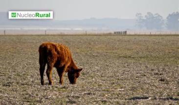 M&aacute;s de 156 mil reses perdidas por sequ&iacute;a en M&eacute;xico