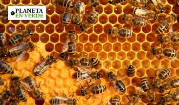 D&iacute;a Mundial de las Abejas: cinco datos sorprendentes sobre estos polinizadores