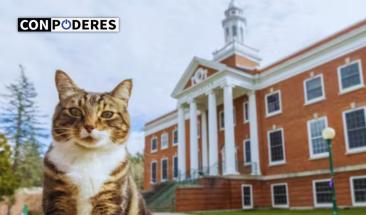 Universidad de Vermont otorga t&iacute;tulo honor&iacute;fico a un gato 'Doctor en Literatura'