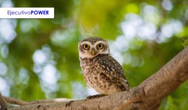 Cient&iacute;ficos utilizan innovadoras herramientas para proteger a las aves