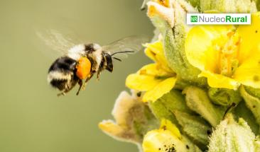 FAO: 35% de la agricultura mundial depende de los polinizadores