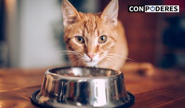 Los gatos: m&aacute;s que mascotas, compa&ntilde;eros de vida