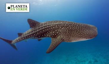 Los tiburones ballena pueden estar desapareciendo por culpa del transporte mar&iacute;timo