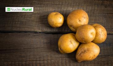 La papa: pilar de la seguridad alimentaria y la econom&iacute;a peruana