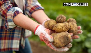 Nueva variedad de papa resistente a enfermedades en Per&uacute;