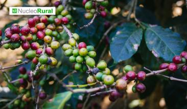 Colombia construir&aacute; 15 centros regionales para impulsar la agroindustria cafetera