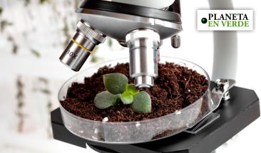 &iquest;Qu&eacute; tanto sabemos de la inteligencia de las plantas?