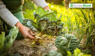 Permacultura: el cambio hacia una agricultura m&aacute;s sostenible
