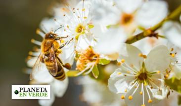El rol vital de las abejas en el equilibrio natural de los ecosistemas