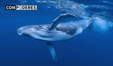 Las ballenas Sei regresan a las aguas argentinas despu&eacute;s de casi un siglo de ausencia