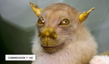 Los 10 animales m&aacute;s raros del mundo