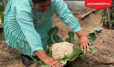 Saber Nutrir: 11 a&ntilde;os combatiendo la desnutrici&oacute;n y la inseguridad alimentaria en M&eacute;xico