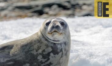 Focas revelan secretos del deshielo ant&aacute;rtico: claves para entender el cambio clim&aacute;tico