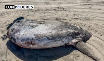 Pez gigante de extra&ntilde;a especie aparece en las costas de Oregon