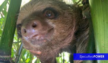 MIDAGRI brinda atenci&oacute;n especializada a oso perezoso encontrado amarrado dentro de un costal en Cusco