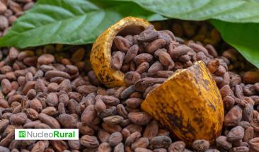 Crisis del cacao dispara los precios a niveles r&eacute;cord