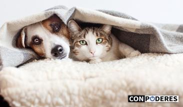 &iquest;C&oacute;mo afecta el fr&iacute;o a los perros y gatos?