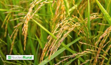 Brasil en el ojo del hurac&aacute;n por disputa de arroz