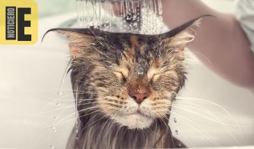 Desmienten mitos comunes sobre los gatos