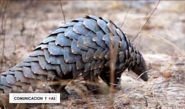 Avistan una especie que cre&iacute;an extinta hace m&aacute;s de 20 a&ntilde;os