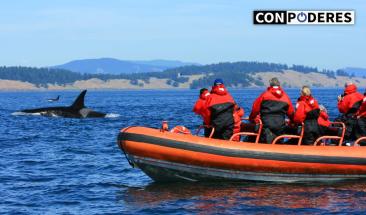 PROMPER&Uacute; anuncia inicio de temporada de avistamiento de ballenas