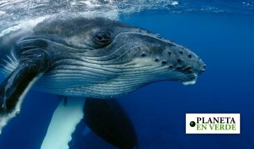 El rol crucial de las ballenas jorobadas en la lucha contra el cambio clim&aacute;tico