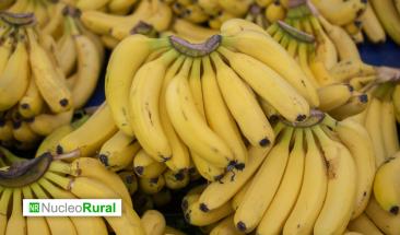 Investigaci&oacute;n gen&eacute;tica podr&iacute;a resolver problemas de maduraci&oacute;n en pl&aacute;tano