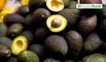 EE. UU.  y M&eacute;xico reanudan exportaci&oacute;n de aguacate y mango tras acuerdo de seguridad