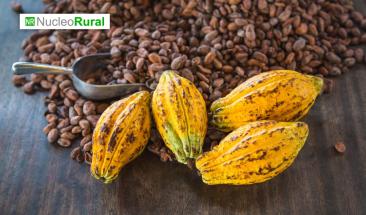 El precio r&eacute;cord del cacao sacude la industria global