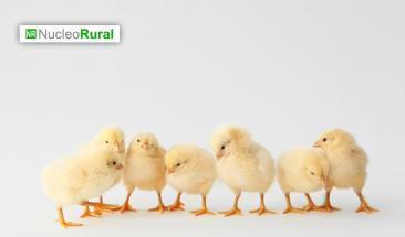 Nueva vacuna contra la mortal gripe aviar es finalmente aprobada por la UE