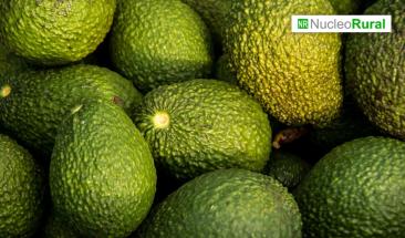 Presentan una criptomoneda que busca impulsar la producci&oacute;n de aguacate en M&eacute;xico