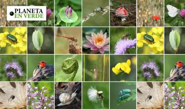 Las principales causas de la p&eacute;rdida de biodiversidad