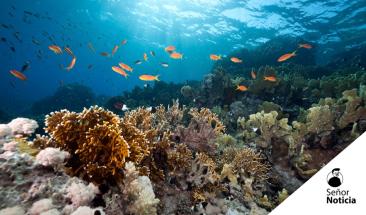 La extracci&oacute;n de CO2 de los oc&eacute;anos podr&iacute;a disminuir el cambio clim&aacute;tico