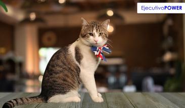 Gatos famosos en la historia fascinantes felinos que dejaron huella