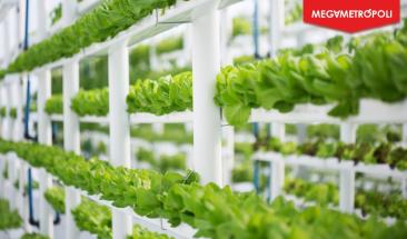 Granjas verticales: una alternativa sustentable para hoteles y restaurantes