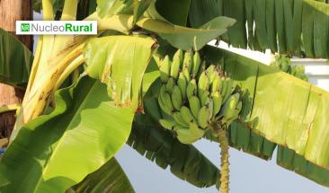 Los residuos de la platanera impulsan la econom&iacute;a agr&iacute;cola