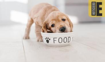 Las mascotas en LATAM: una tendencia en crecimiento que refleja la evoluci&oacute;n de las relaciones humanas