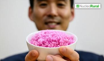 Crean innovador arroz alto en prote&iacute;na