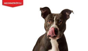 Nariz seca en perros: causas y cuidados b&aacute;sicos para tu mascota