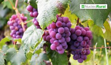 Per&uacute; fortalece agroexportaciones de uva con env&iacute;os a&eacute;reos a China