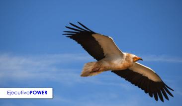 Per&uacute; destaca en Global Birdfair 2024 por su diversidad de aves