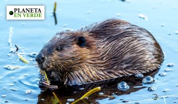 5 especies animales que ayudan a conservar el medio ambiente