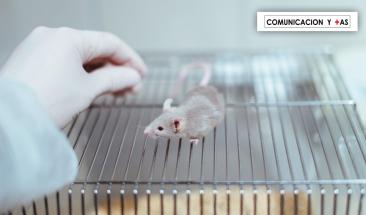 Cient&iacute;ficos logran ralentizar 25% el envejecimiento en ratones