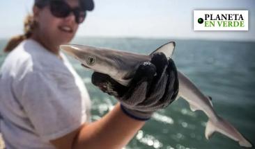 Tiburones contaminados con coca&iacute;na alarman a investigadores