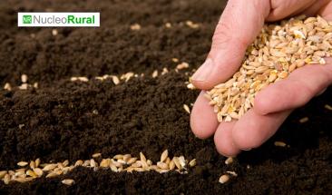 La intersiembra mejora la producci&oacute;n agr&iacute;cola y protege el medio ambiente