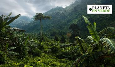 Megaproyecto de Grupo Xcaret en Yucat&aacute;n amenaza la selva Maya