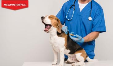 Investigadores desarrollan prueba y vacuna para leptospirosis en animales