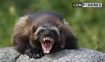 Glot&oacute;n: el feroz animal que inspir&oacute; a Wolverine