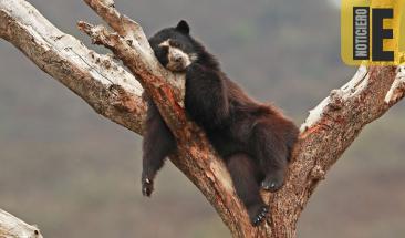 Per&uacute; destaca por su diversidad de animales &uacute;nicos